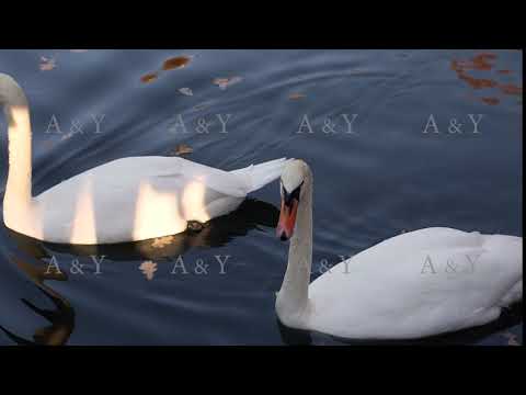 A pair of white swans swimming in a pond in a city park.