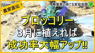 【ブロッコリー】春植えなら簡単！植え付けのコツ【有機農家直伝！無農薬で育てる家庭菜園】　24/3/9