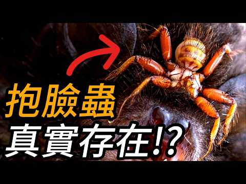 世界上最怪的昆蟲!!!堪稱蝙蝠的惡夢!?真實身分竟是xx