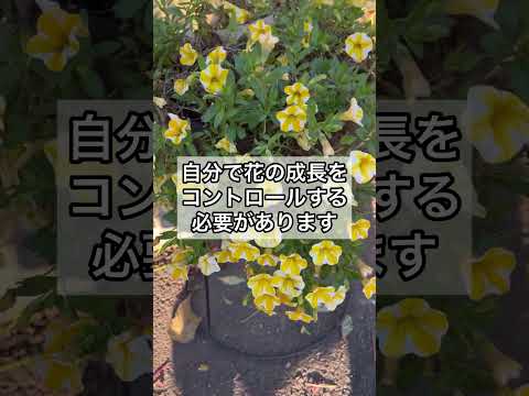 ハサミ１つで花数を増やす方法 #ガーデニング #家庭菜園 #garden