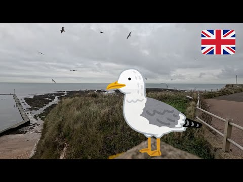 Relaxing 1-Hour North Sea View with Soothing Seagull Sounds | White Noise for Relaxation & Focus 🌊🕊️