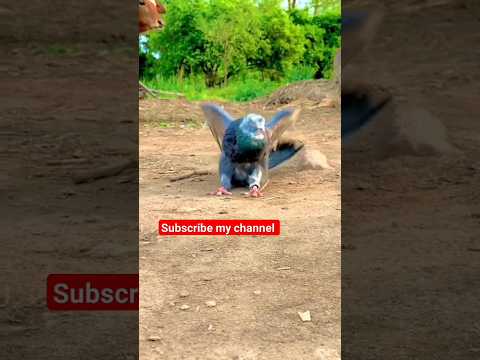 faryou video #pigeon #pigeonbreeds #beautiful #kabootar #whitepigeon#pigeontypes#bird#rollerpigeons