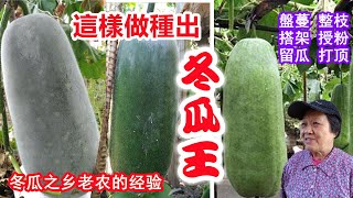 【冬瓜種植】冬瓜之鄉老農的多年經驗，不花一分錢，產量翻倍，盤蔓，整枝，搭架，授粉，留瓜，打頂 How to Grow Winter Melon