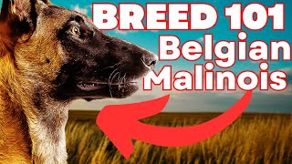 BELGIAN MALINOIS 101! Everything You Need To Know About the Belgian Malinois!