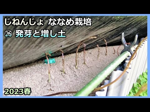 【楽々】自然薯ななめ栽培 ㉖発芽と増し土 2023春