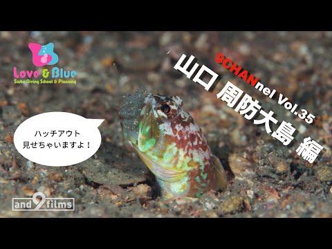 9CHANnel #035 ジョーフィッシュのハッチアウトを狙う！ Love&Blue 周防大島 / Suo Oshima. Hatched out by Joe fish【スキューバダイビング番組】