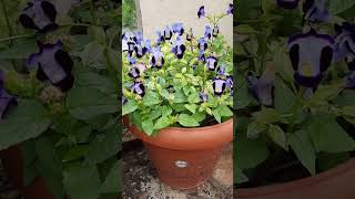 the most easiest plant to grow #wishbone #torenia