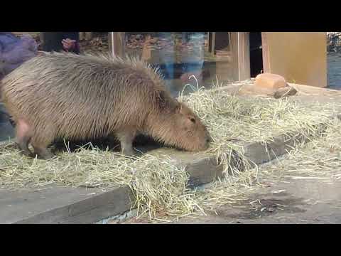 カピバラの露天風呂より草(埼玉県こども動物自然公園)