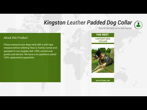 Kingston Leather Padded Dog Collar