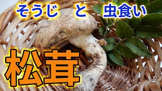 高価なのに、松茸が虫食いに～！　すててしまうの？　どうしたらいいの？　　おそうじしましょ！　/    how to clean up pine mushroom