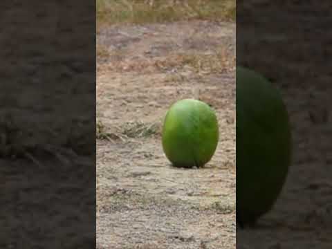 Shotgun vs Melon in slow motion! #ozziereviews #gun #shotgun #slowmotion #slowmo #12gauge