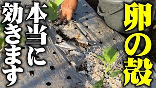 【これで本当に野菜が大きくなります】キャベツ＋卵の殻はもう定番【卵の殻】【キャベツ】【定植】