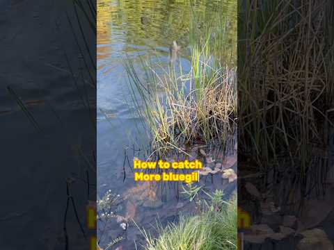 Bluegill Fishing Tips And Fishing Lessons!! 🎣🐟 #shorts #fishing