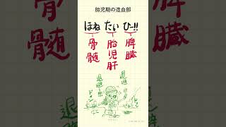 胎児期の造血部の語呂合わせ～20秒で国試対策～