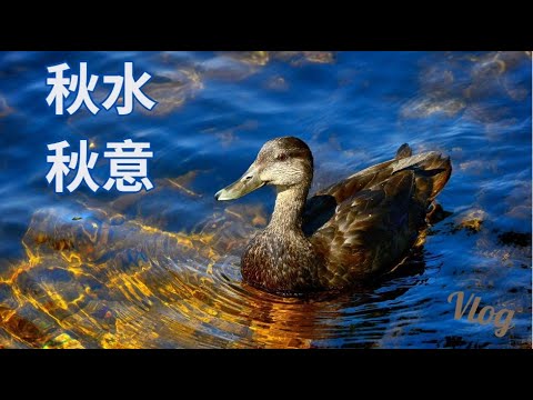 清晨的湖邊，自由自在的綠頭鴨 【Vlog 20241017】