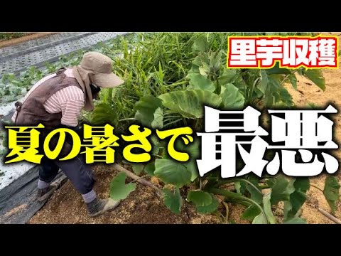 【酷暑・水不足・お世話不足の里芋収穫】成長悪し【里芋】【タケノコ芋】【京芋】【八つ頭】