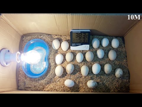 BEST INCUBATOR FOR CHICKEN EGGS | HATCHING EGGS | DIY HOMEMADE | CARDBOARD BOX EGG INCUBATOR