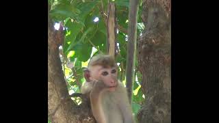 Monkey sad moment | Jungle Animals | 猿の悲しい瞬間 | mono triste momento | Wildlife #shorts