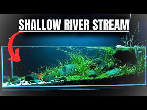 I MADE A SHALLOW RIVER FOR TINY FISH! Aquascape Tutorial