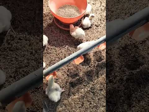 poultry farm chicks feeding, #poultry #chicks #poultryfarming #poultryfarm #chicken #chickenfarm