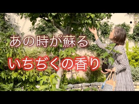 幸せなあの時を思い出す『いちぢく』の苗を買いに／沢山あると思考停止して決められなくなるのです💧／可愛い小麦ちゃん💛