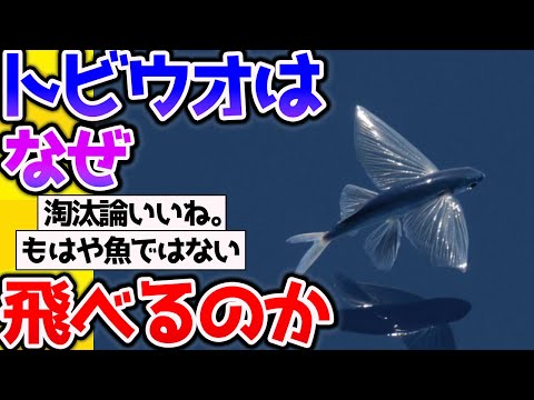 【2ch動物スレ】よく考えたらトビウオの能力ってどこから来たんだ？→進化論に関する議論が幕を開ける【なんj】 #生き物 #2ch