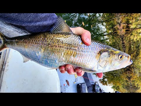 CREEK MONSTER Eats 3 POUND BAIT!! (Biggest EVER)