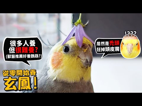 【從零開始養】玄鳳鸚鵡!大禿頭?超會掉頭皮屑?很多人養但很難養?獸醫推薦較好養的鸚鵡?會唱豆豆龍?【許伯簡芝】Parrot!cockatiel!