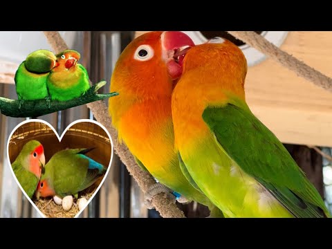 Smart lovebird Parrot  , Little cute lovebird 🦜🥰 #bird #lovebirds