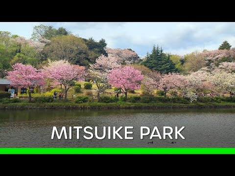 Cherry Blossom Viewing at Mitsuike Park in Kanagawa (Japan 🇯🇵 Vlog) | 三ツ池公園で花見