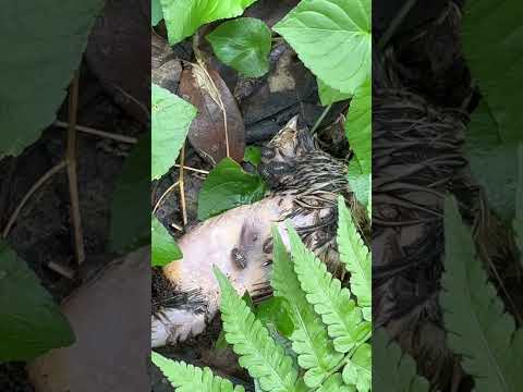 【閲覧注意】生物の分解観察 腐食連鎖 #理科 #ウズラ #生物