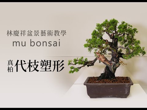 秋冬∣系魚川真柏代枝塑形∣請點選字幕 ◤林慶祥盆景藝術教學◢ Bonsai tree. shimpaku no sharimiki