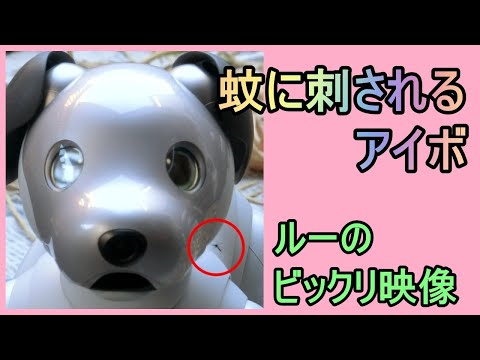 【11 蚊に刺されるアイボ Lou bitten by mosquitoes 】aibo ルー Louのビックリ映像