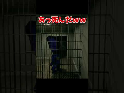 （あっ死んだ）今年一番怖かったホラーゲーム【3D青鬼】