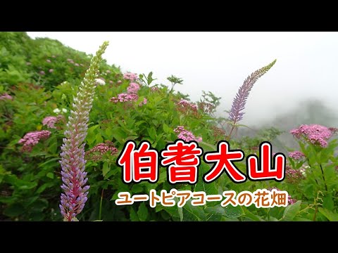 西日本最大級のお花畑が開花【伯耆大山ユートピア登山】