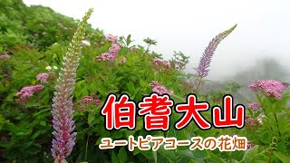 西日本最大級のお花畑が開花【伯耆大山ユートピア登山】