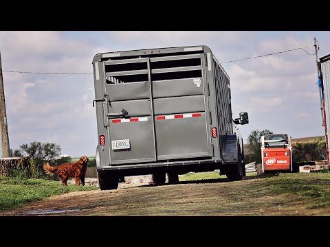 Selling Steers and Using The New Trailer!