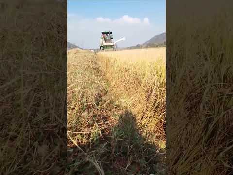 #paddy harvesting #harvester #paddy #seeds #latestdjremix