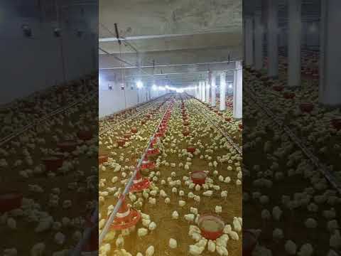 Murgifarm #poultryfarm #broilerpoultryfarm  #broilerchickenfarming #دجاج  #poultryfarmbusinessplan