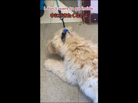 Puppy Thought He Was a Wanted Puppy!自分が指名手配中の子犬だと勘違いする子犬#shorts#Goldendoodle#子犬