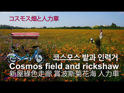 Riding a rickshaw through the Xinwu Green Tunnel and admiring the sea of ​​cosmos flowers