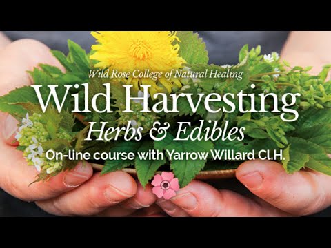 Wild Harvesting Online Course with Herbalist Yarrow Willard