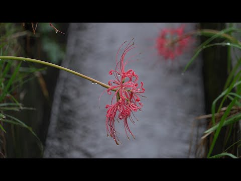 明日香村の彼岸花