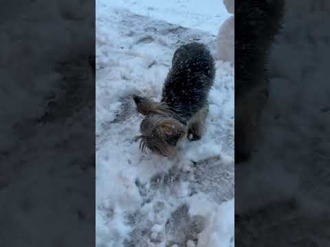 🎶 There goes frosty's nose 🎶  #Snow #Snowman #Dogs #Yorkie #YorkshireTerrier