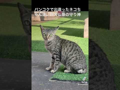 タイ・バンコクで出逢ったネコちゃん達。冒頭は高さ63m！巨大な黄金仏像の守り神ネコ