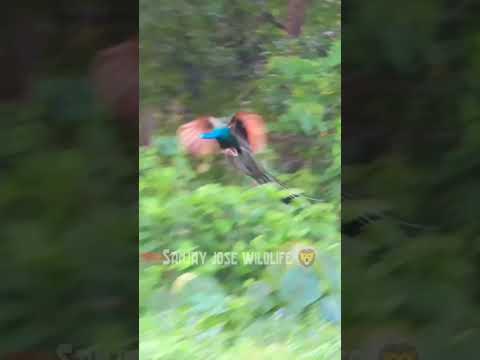 peacock flying🦚peacock flying slow motion with peacock sound💤मोर का उड़ना #peacockflying #morkiawaz