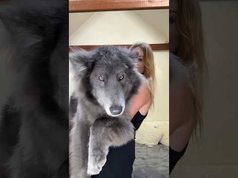 Huge Blue Wolfdog. #bluewolfdog #bluewolf #wolf #wolfdog