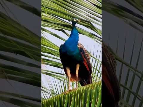 peacock call 🦚peacock sound | #मोर की आवाज़ #shorts #short #shortvideo #shortsfeed  #peacock