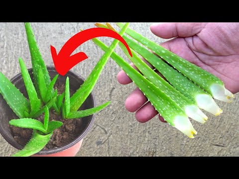 How To Propagate Small Aloe vera Leaves