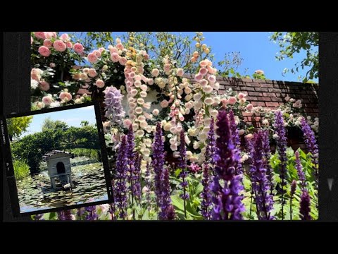 琵琶湖の湖畔English Garden【BIWAKO OTSUKAN】バラ🌹今が見頃